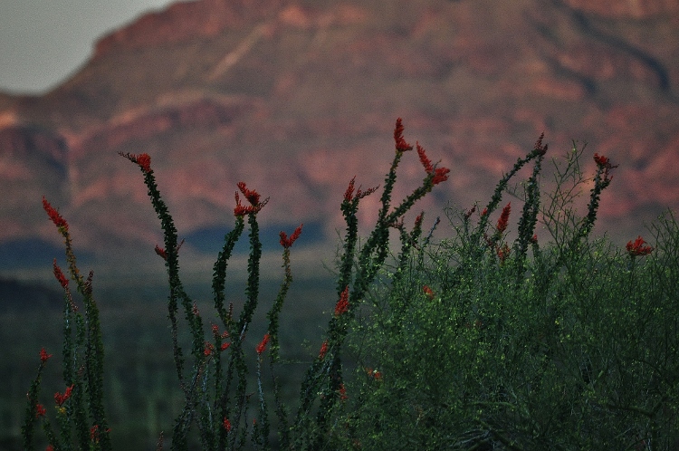 desert floor at sunset